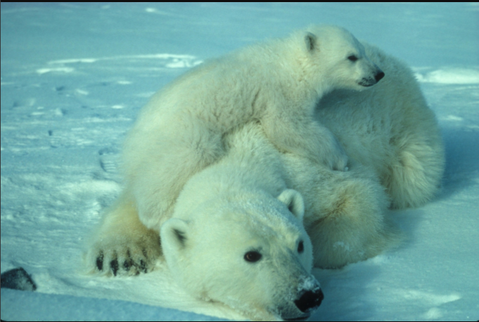 Polar Bear
      and her cubs